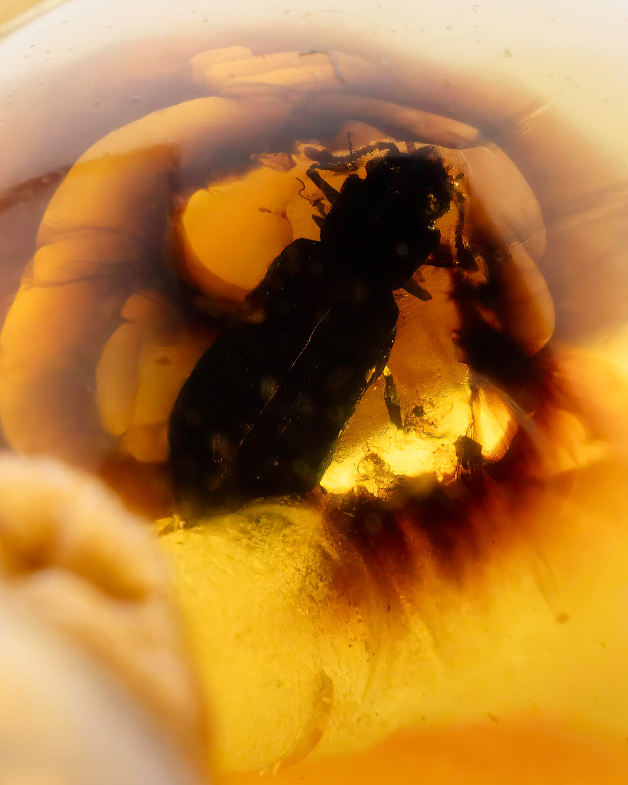 Japa Mala de Ámbar con Insectos (Pieza Única)