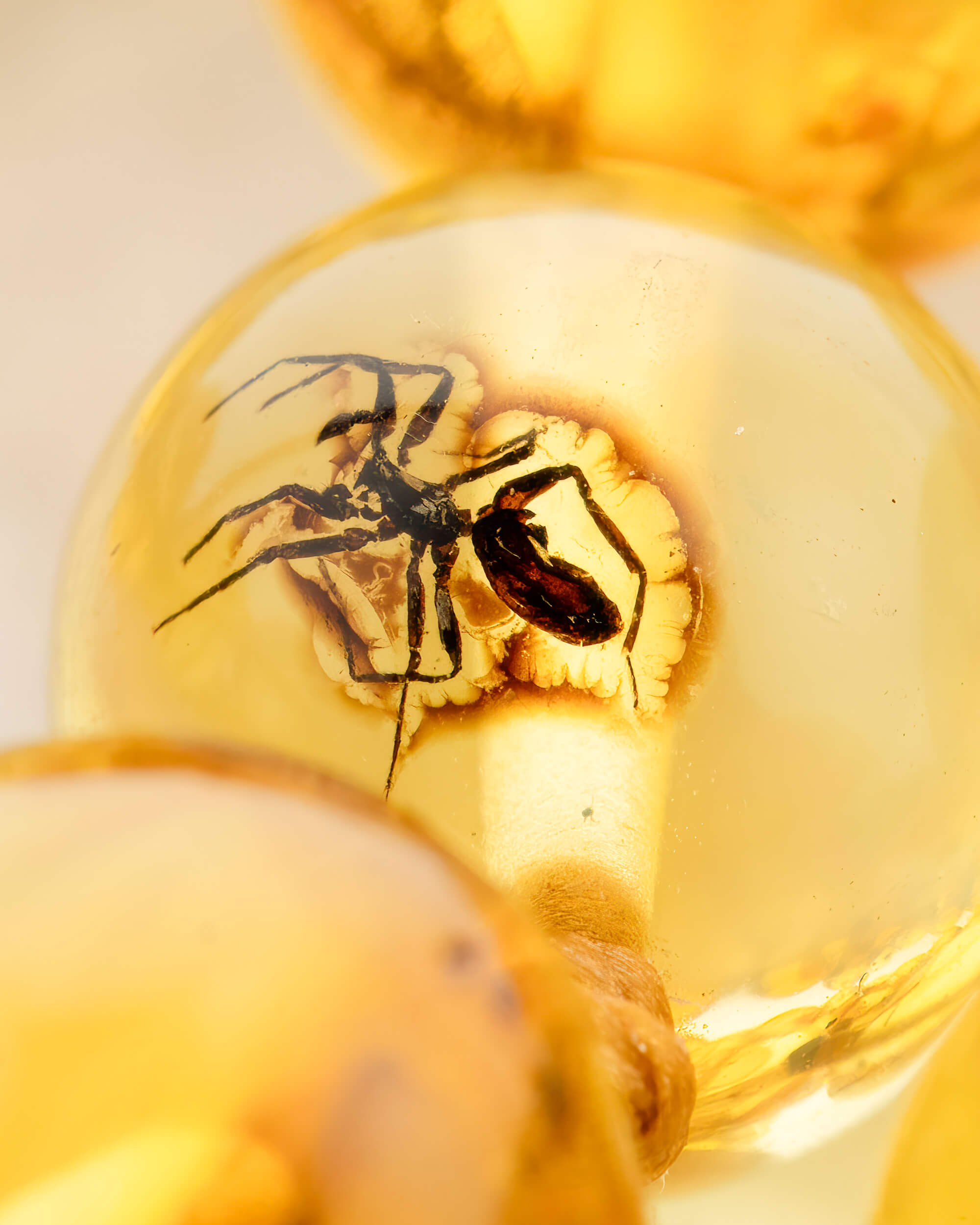 Detalle macro de una araña fosilizada dentro de una cuenta de Ámbar