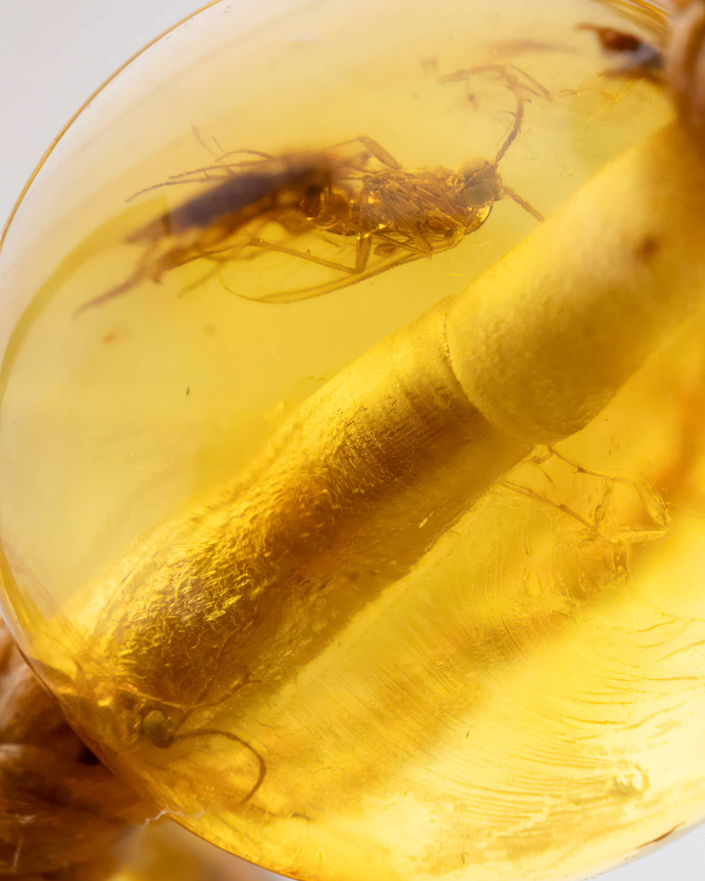 Detalle macro de insectos fosilizados dentro de una cuenta de Ámbar