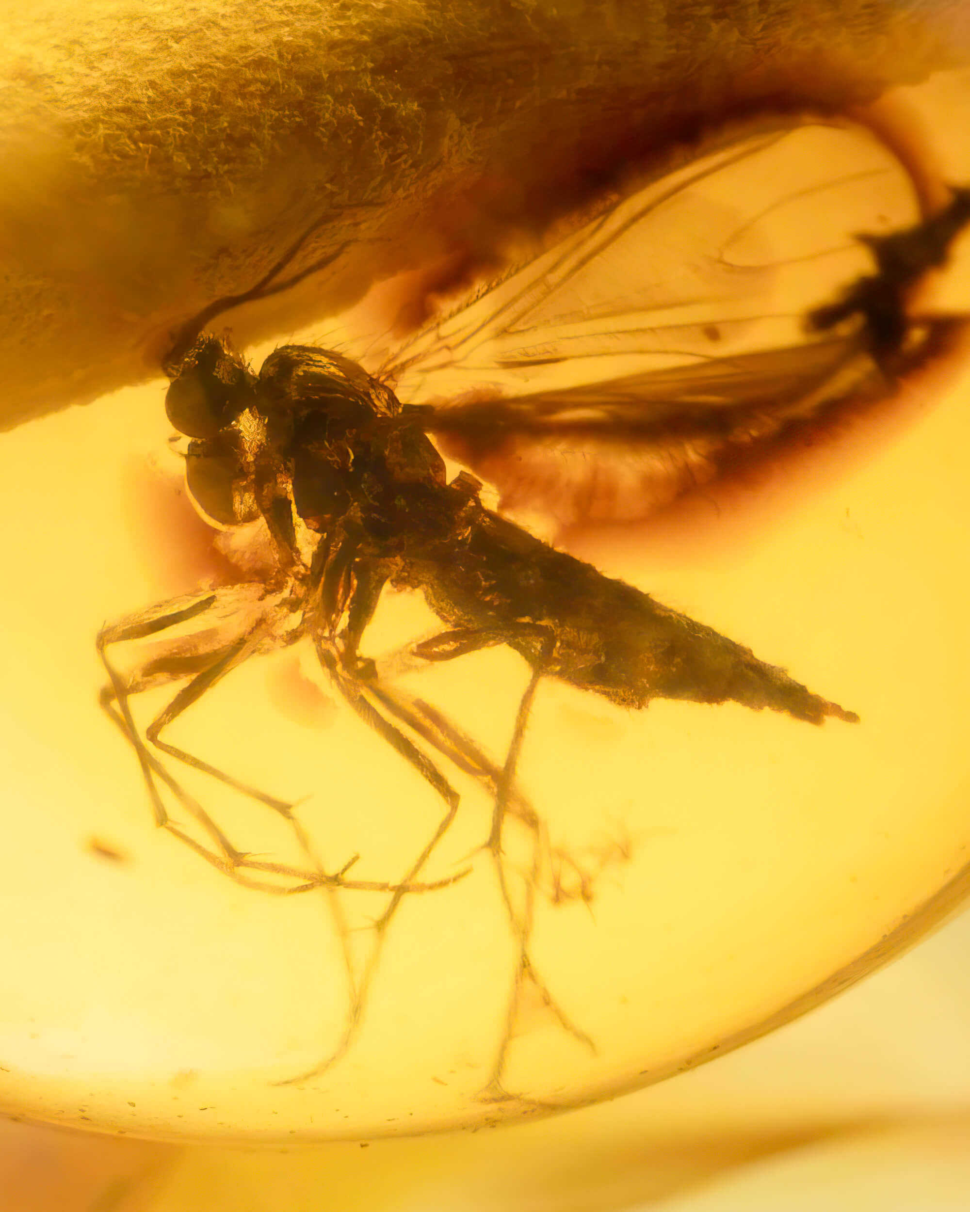 Detalle macro de un insecto alado fosilizado dentro de una cuenta de Ámbar