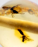 Detalle macro de dos insectos fosilizados dentro de una cuenta de Ámbar