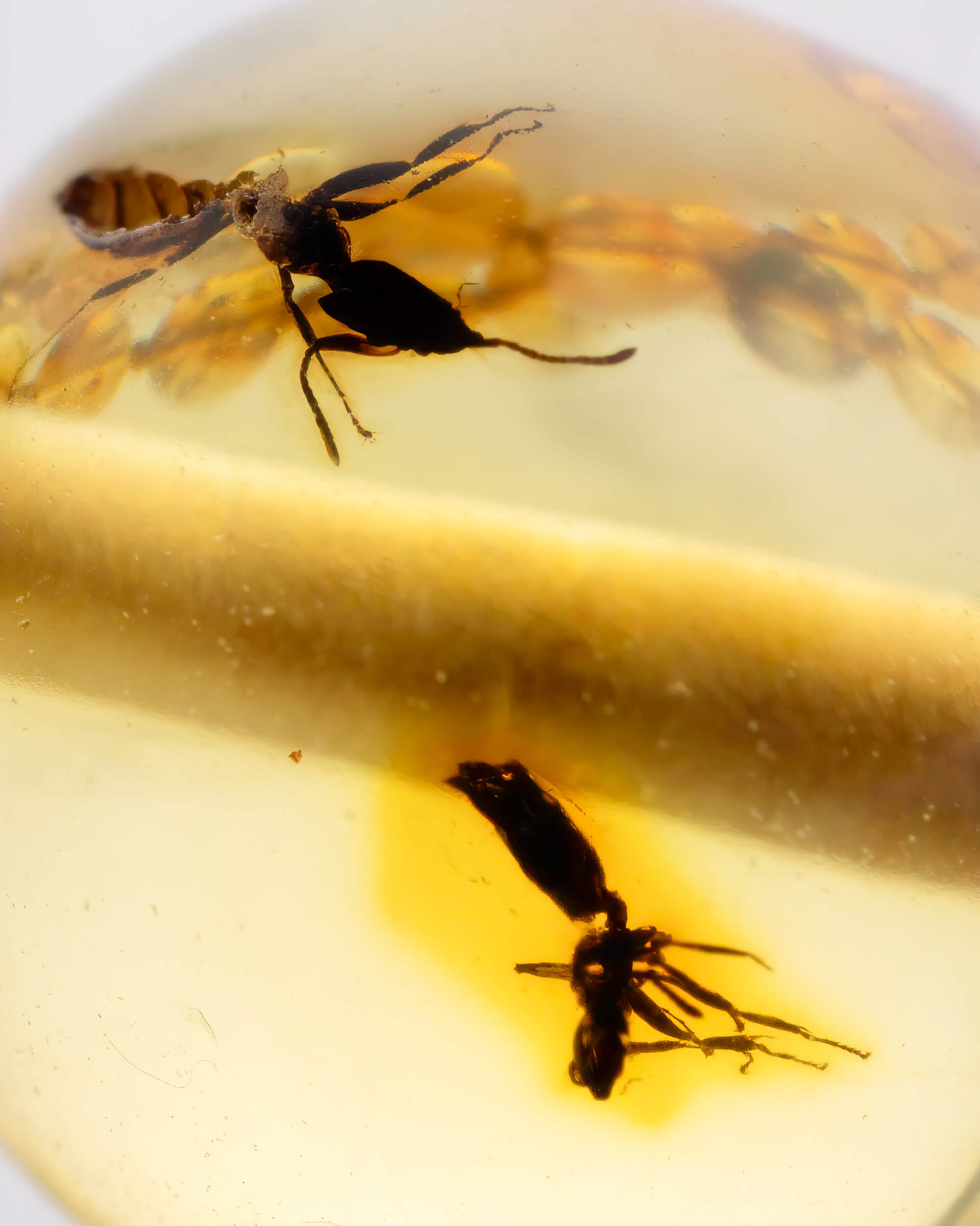 Detalle macro de dos insectos fosilizados dentro de una cuenta de Ámbar