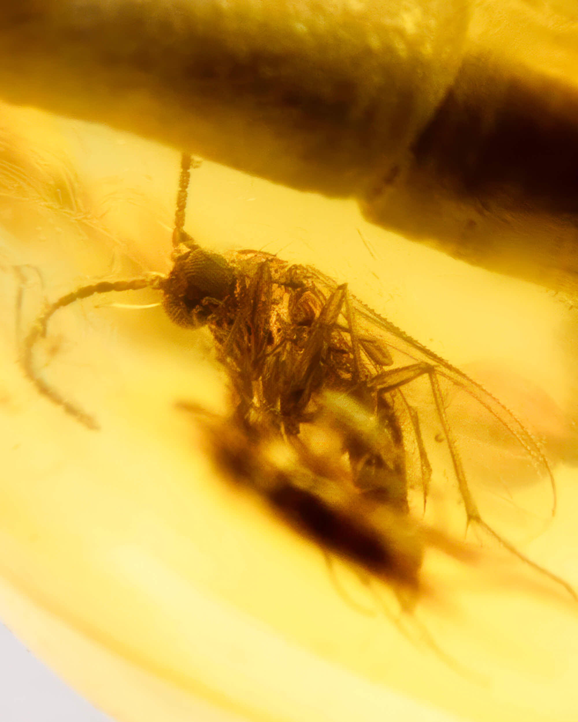 Detalle macro de un insecto fosilizado con alas dentro de una cuenta de Ámbar