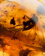 Detalle macro de un insecto oscuro alado fosilizado dentro de una cuenta de Ámbar