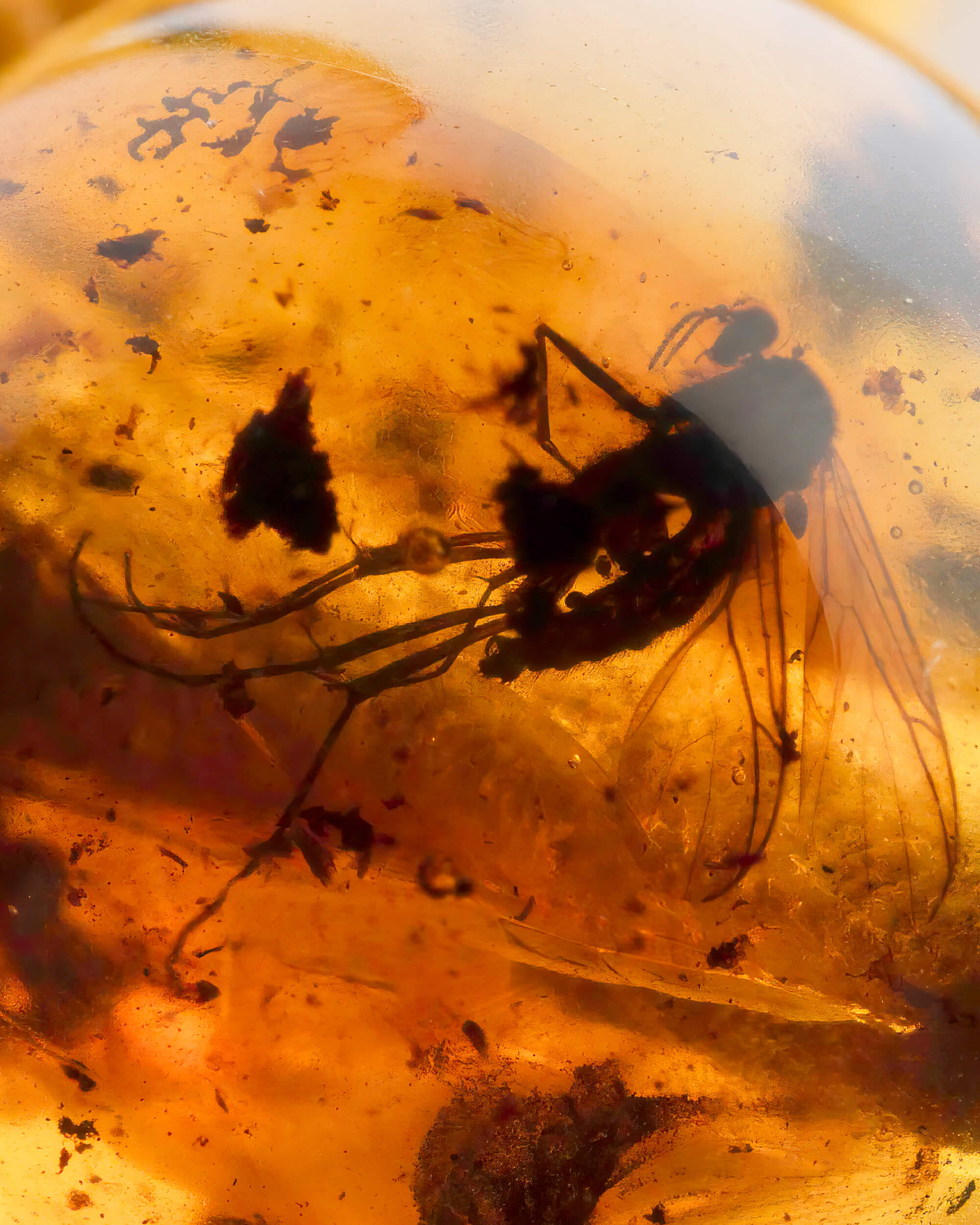 Detalle macro de un insecto oscuro alado fosilizado dentro de una cuenta de Ámbar