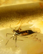 Detalle macro de un insecto alargado fosilizado dentro de una cuenta de Ámbar