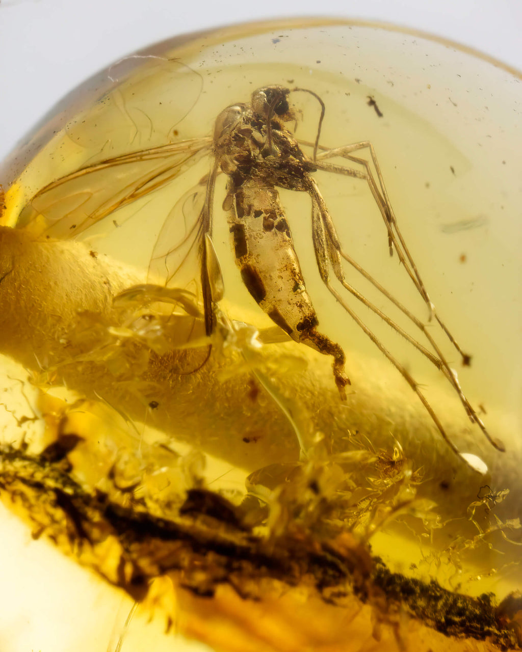 Detalle macro de un mosquito fosilizado dentro de una cuenta de Ámbar