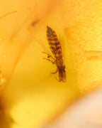 Detalle macro de un insecto rayado fosilizado dentro de una cuenta de Ámbar