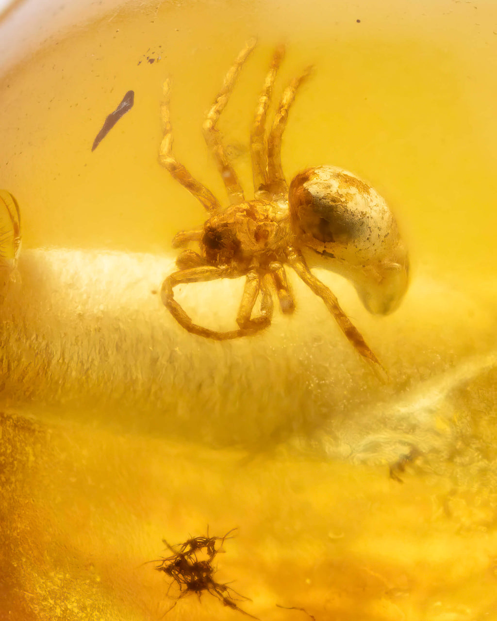 Detalle macro de una araña fosilizada dentro de una cuenta de Ámbar