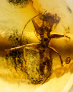 Detalle macro de un insecto alargado fosilizado dentro de una cuenta de Ámbar