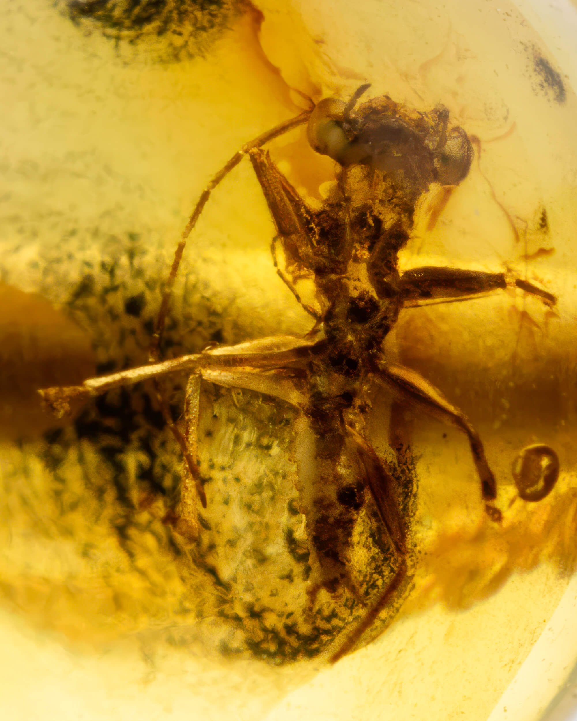 Detalle macro de un insecto alargado fosilizado dentro de una cuenta de Ámbar