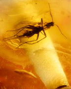 Detalle macro de un insecto alargado fosilizado dentro de una cuenta de Ámbar