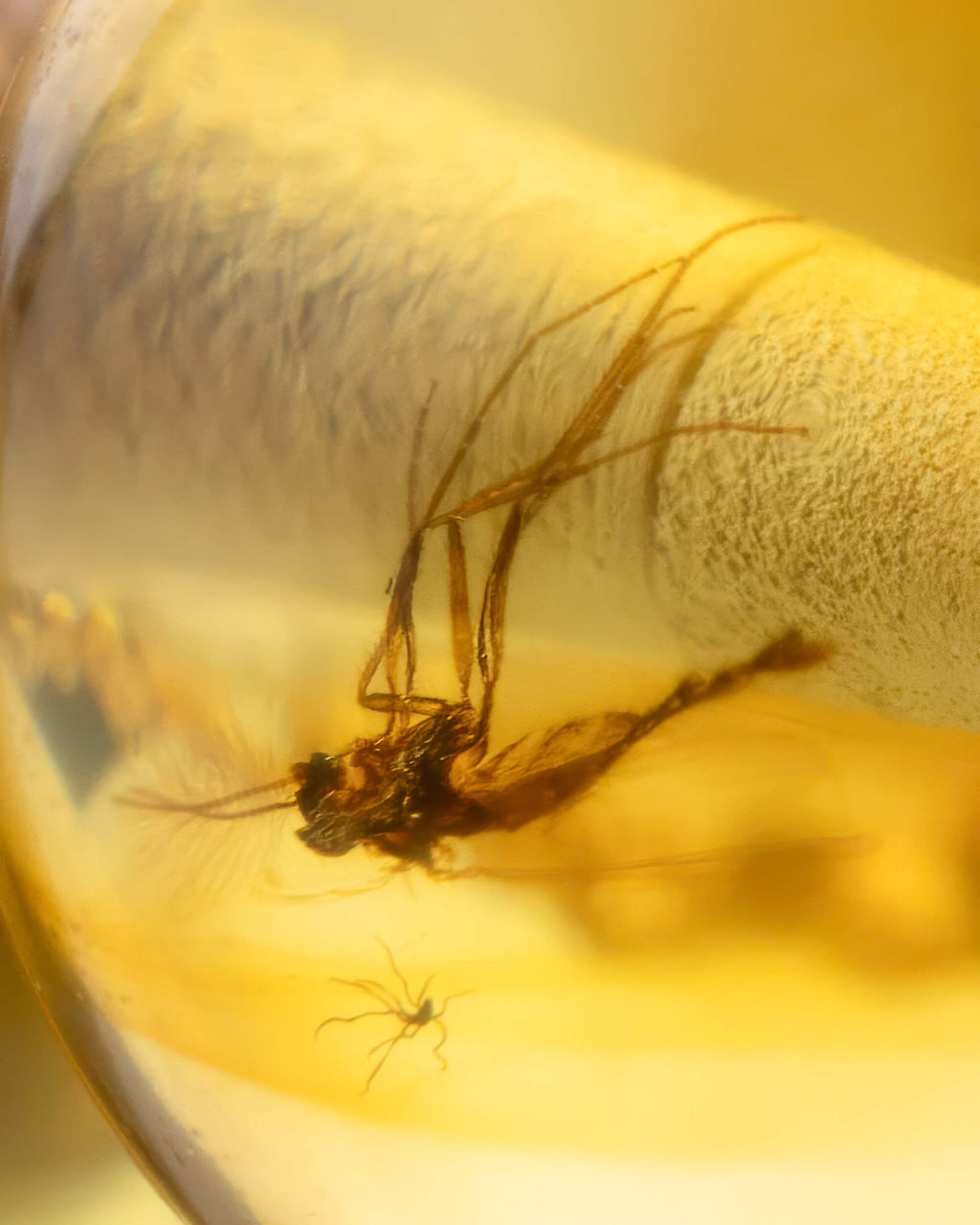 Detalle macro de un insecto fosilizado junto a una araña pequeña en Ámbar