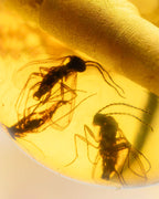 Detalle macro de dos insectos alados fosilizados dentro de una cuenta de Ámbar