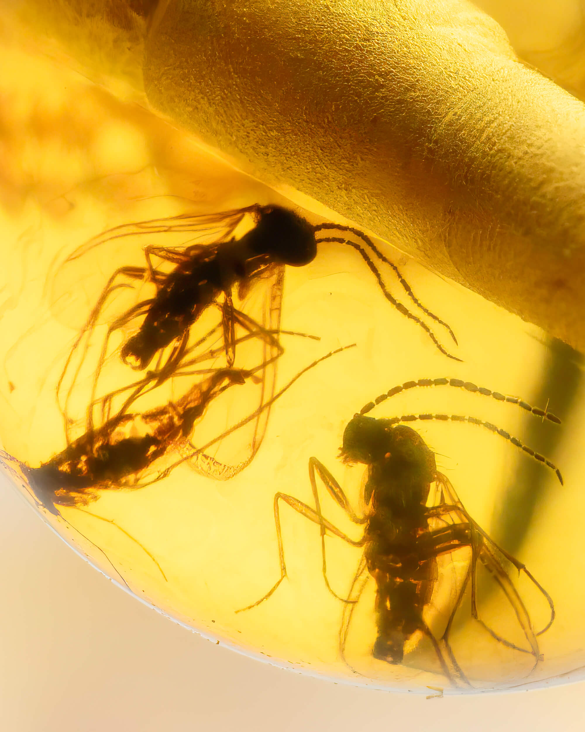 Detalle macro de dos insectos alados fosilizados dentro de una cuenta de Ámbar