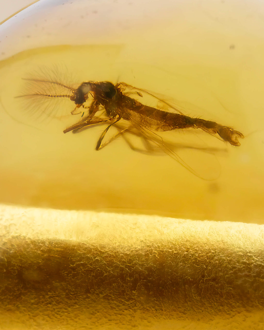 Detalle macro de un insecto alargado fosilizado dentro de una cuenta de Ámbar