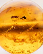 Detalle macro de varios insectos pequeños fosilizados en una cuenta de Ámbar