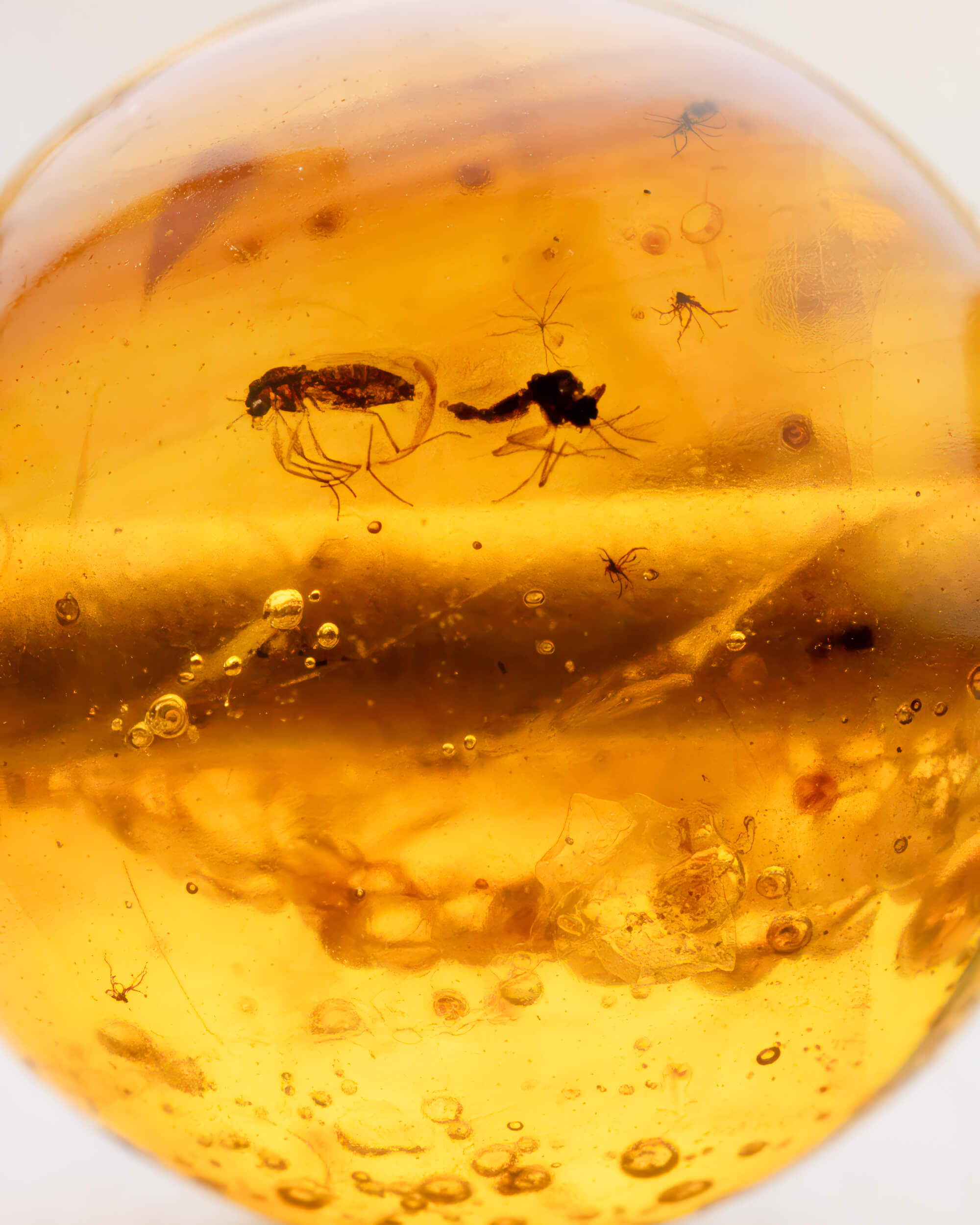 Detalle macro de varios insectos pequeños fosilizados en una cuenta de Ámbar
