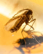 Detalle macro de un insecto alado fosilizado dentro de una cuenta de Ámbar