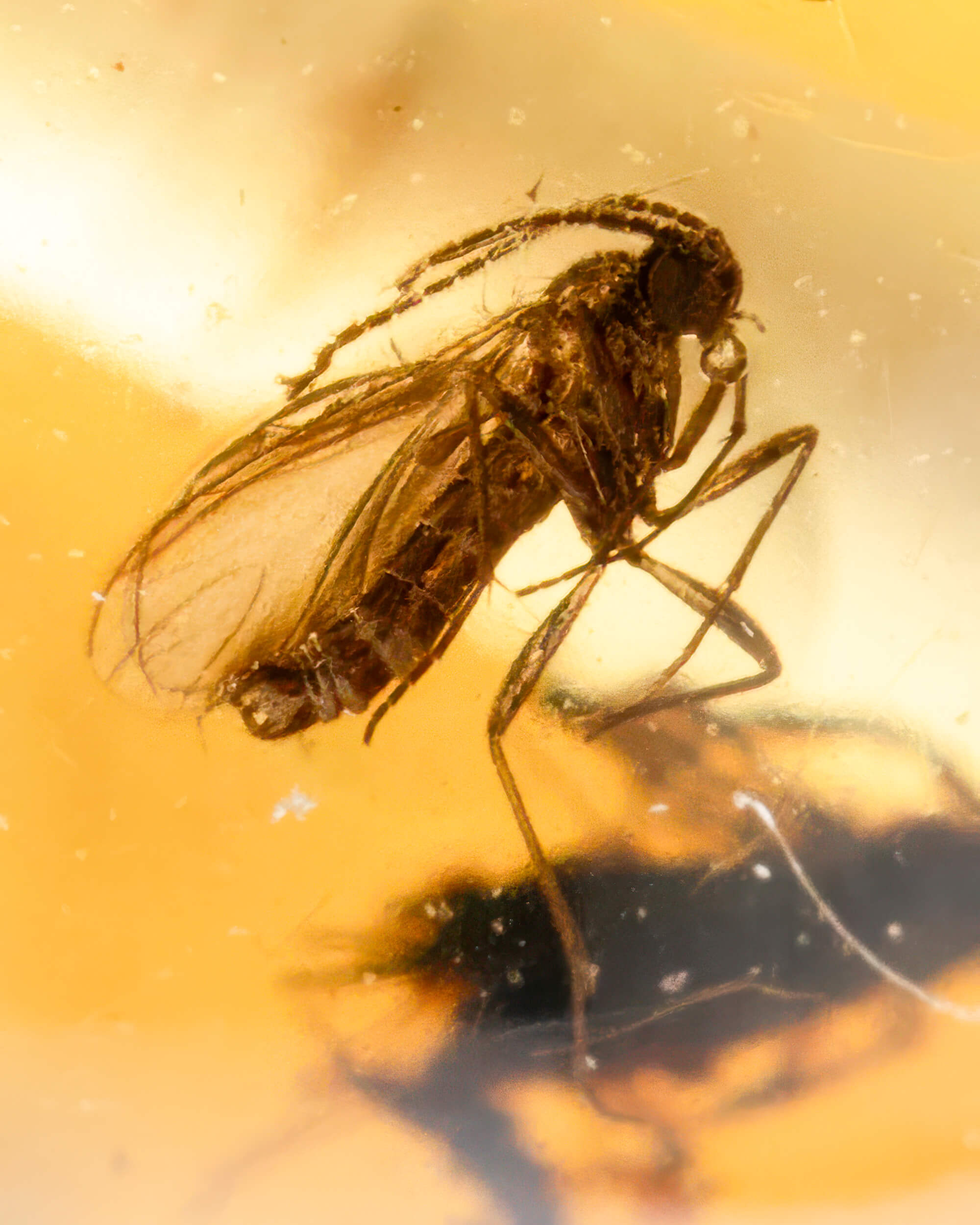 Detalle macro de un insecto alado fosilizado dentro de una cuenta de Ámbar