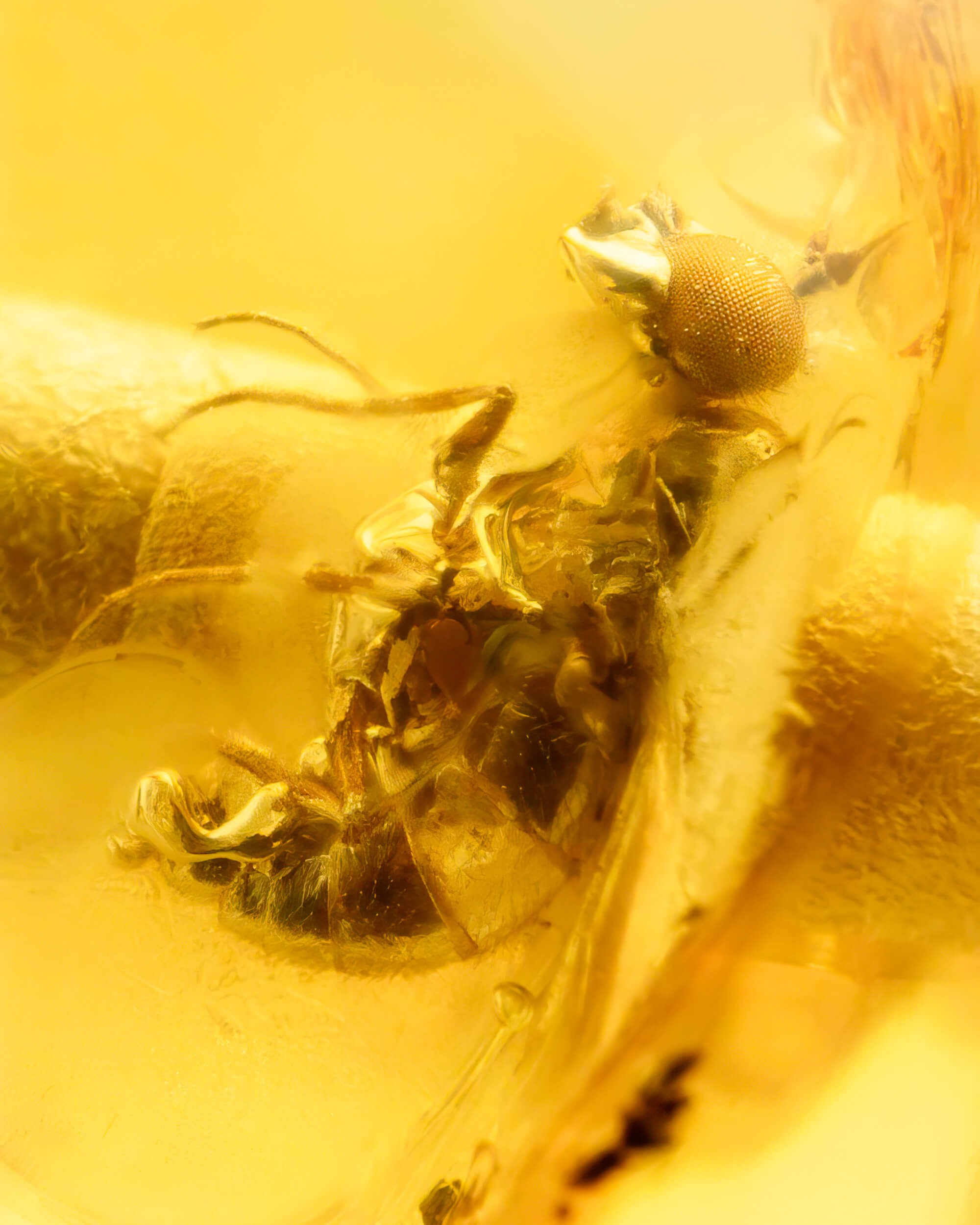 Detalle macro de un insecto negro fosilizado dentro de una cuenta de Ámbar