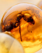 Detalle macro de un insecto fosilizado dentro de una cuenta de Ámbar