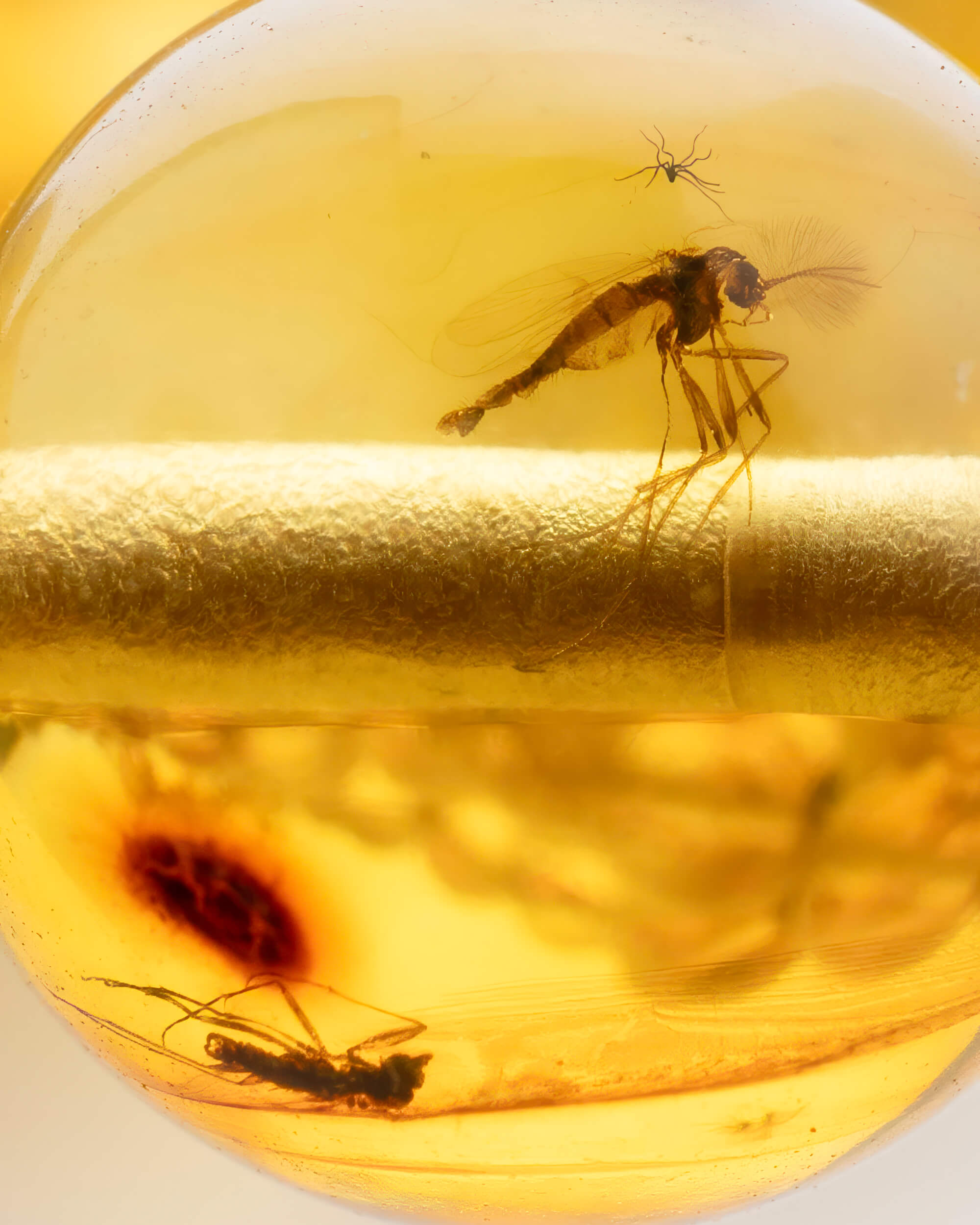 Japa Mala de Ámbar con Insectos (Pieza Única)