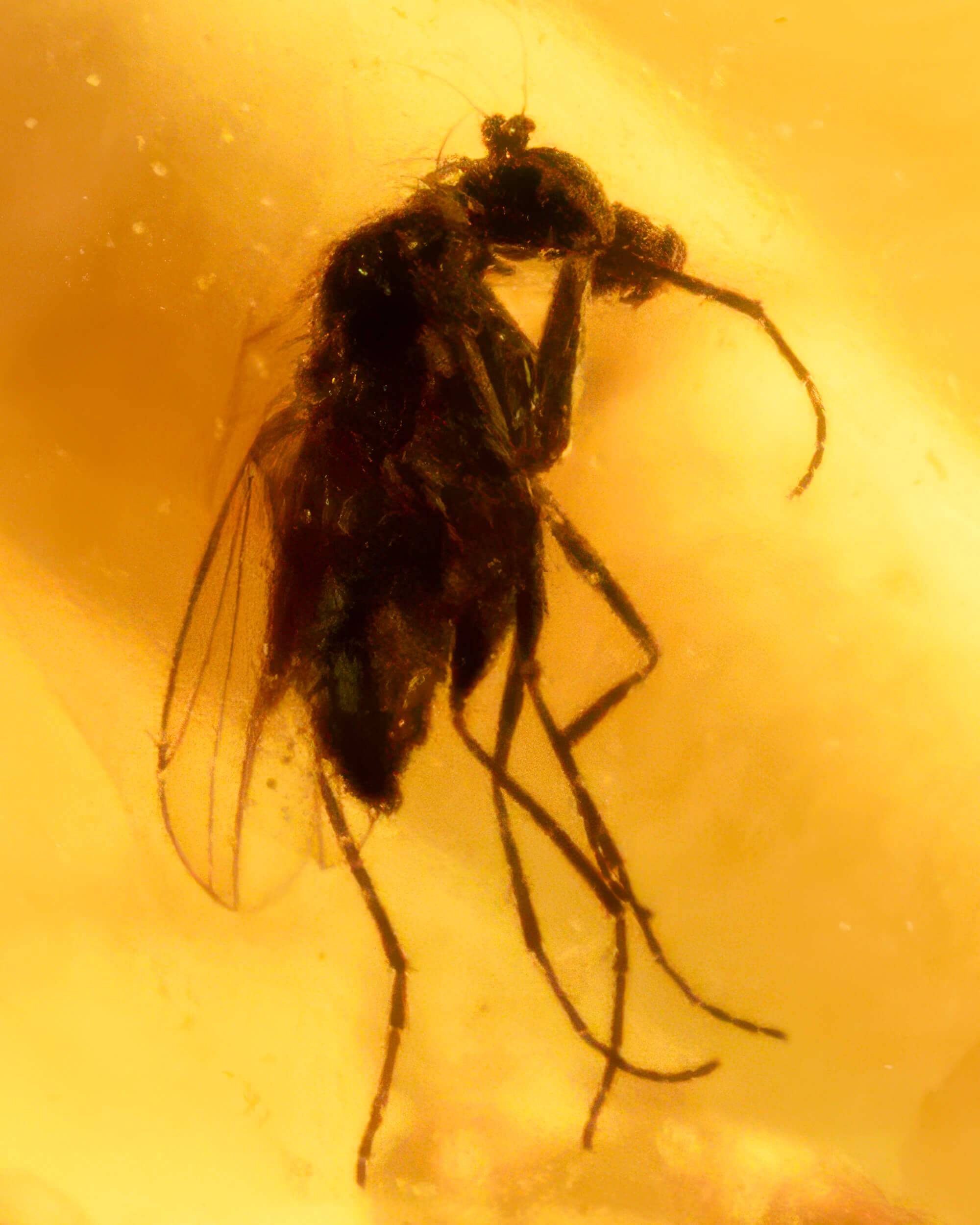 Detalle macro de una mosca fosilizada dentro de una cuenta de Ámbar