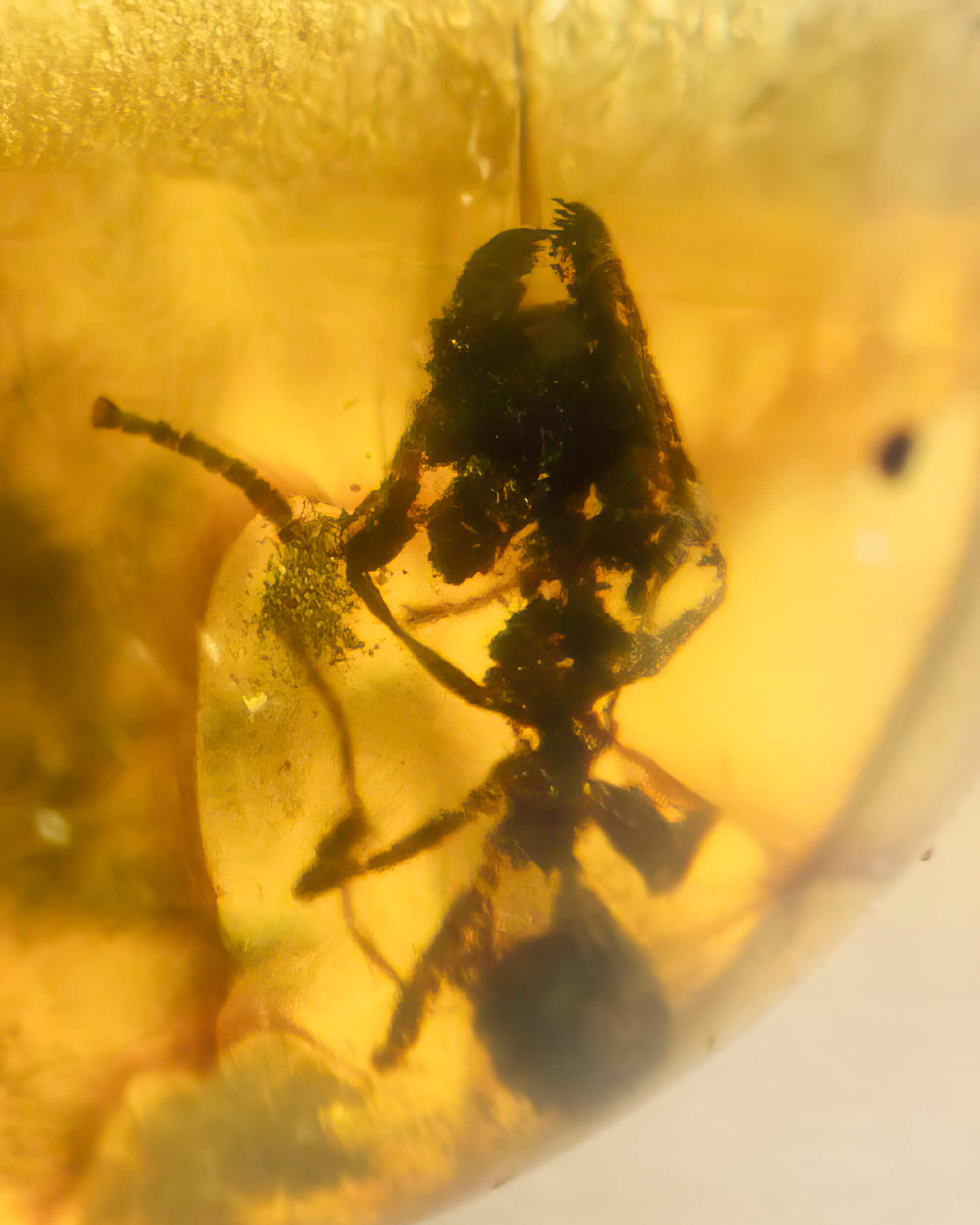Detalle macro de un insecto oscuro fosilizado dentro de una cuenta de Ámbar
