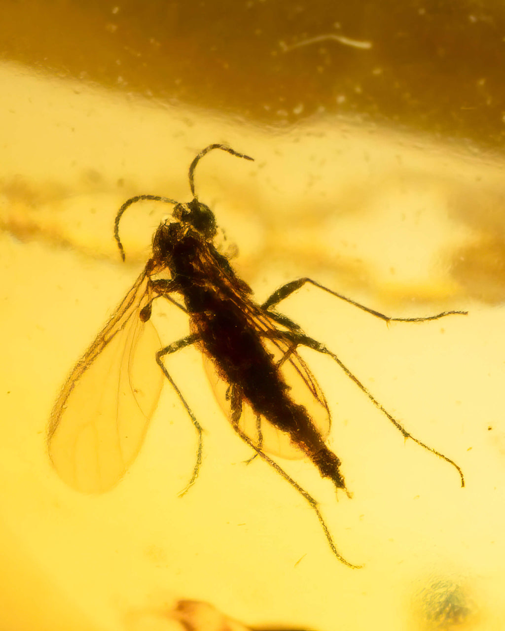 Detalle macro de un insecto alado con patas largas fosilizado en Ámbar