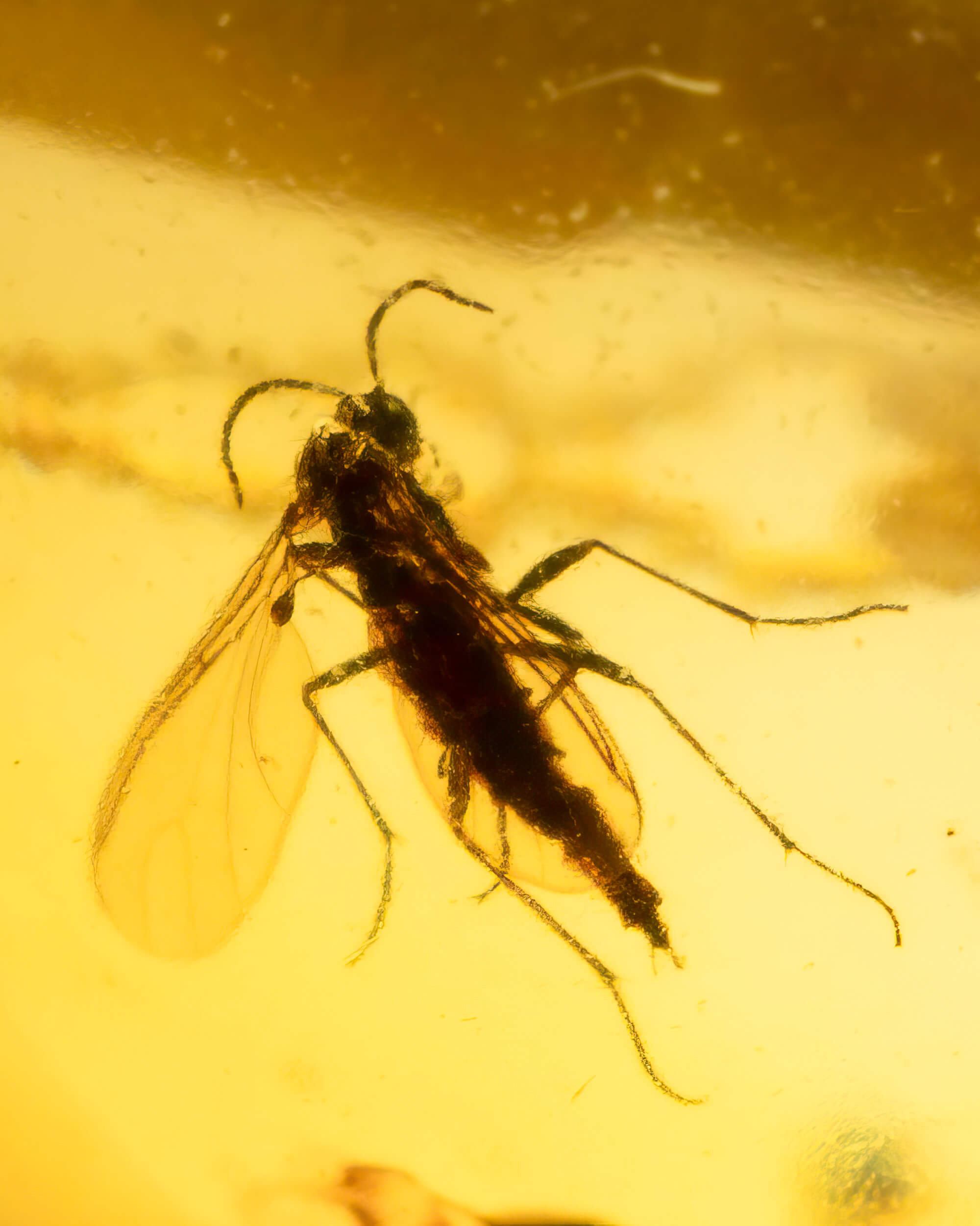 Detalle macro de un insecto alado con patas largas fosilizado en Ámbar