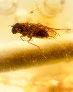 Detalle macro de una mosca fosilizada con alas dentro de una cuenta de Ámbar