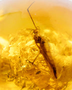 Detalle macro de un insecto alado fosilizado dentro de una cuenta de Ámbar