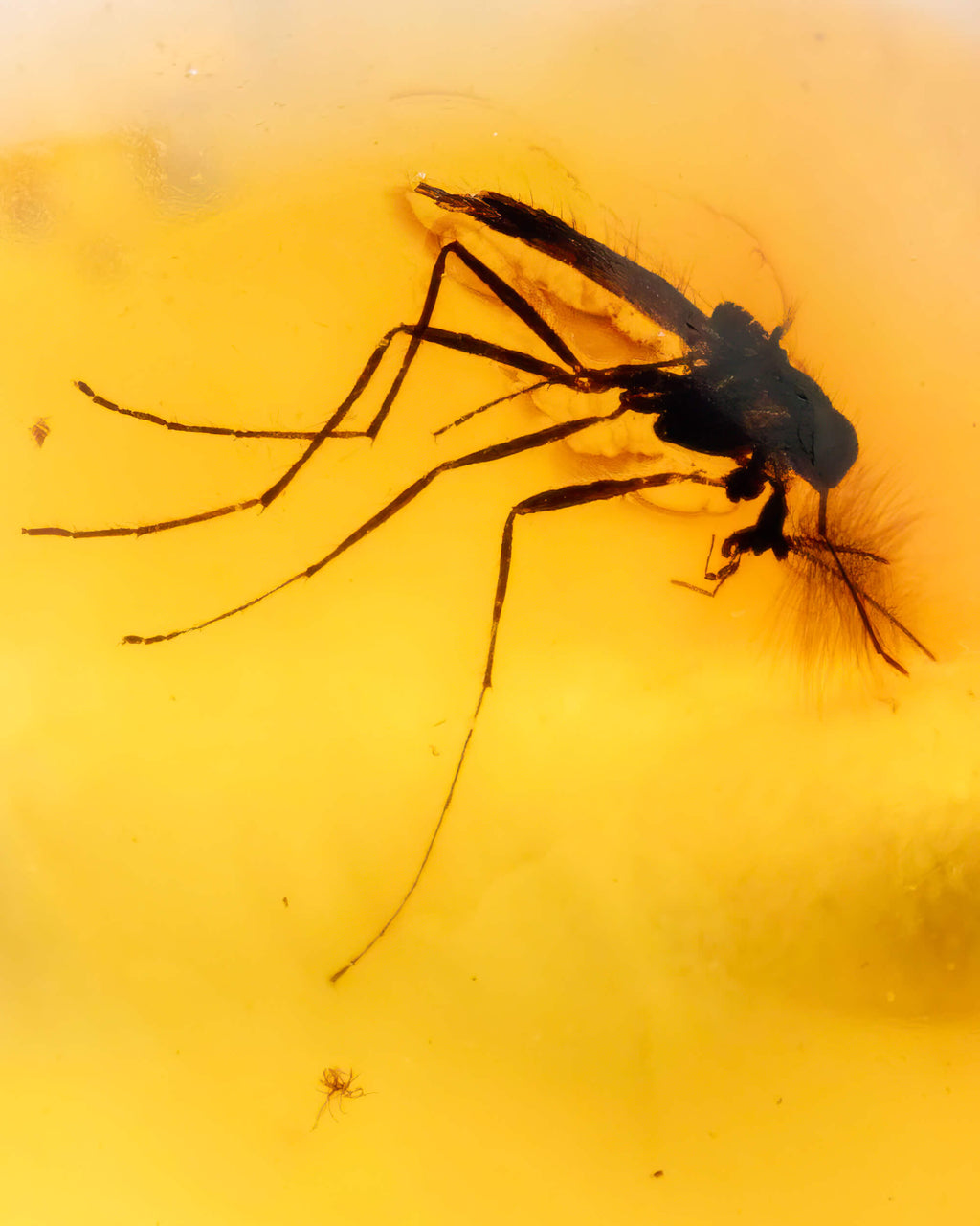 Detalle macro de un insecto con alas y patas largas fosilizado en Ámbar