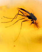 Detalle macro de un insecto con alas y patas largas fosilizado en Ámbar