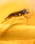 Detalle macro de un insecto alargado fosilizado dentro de una cuenta de Ámbar