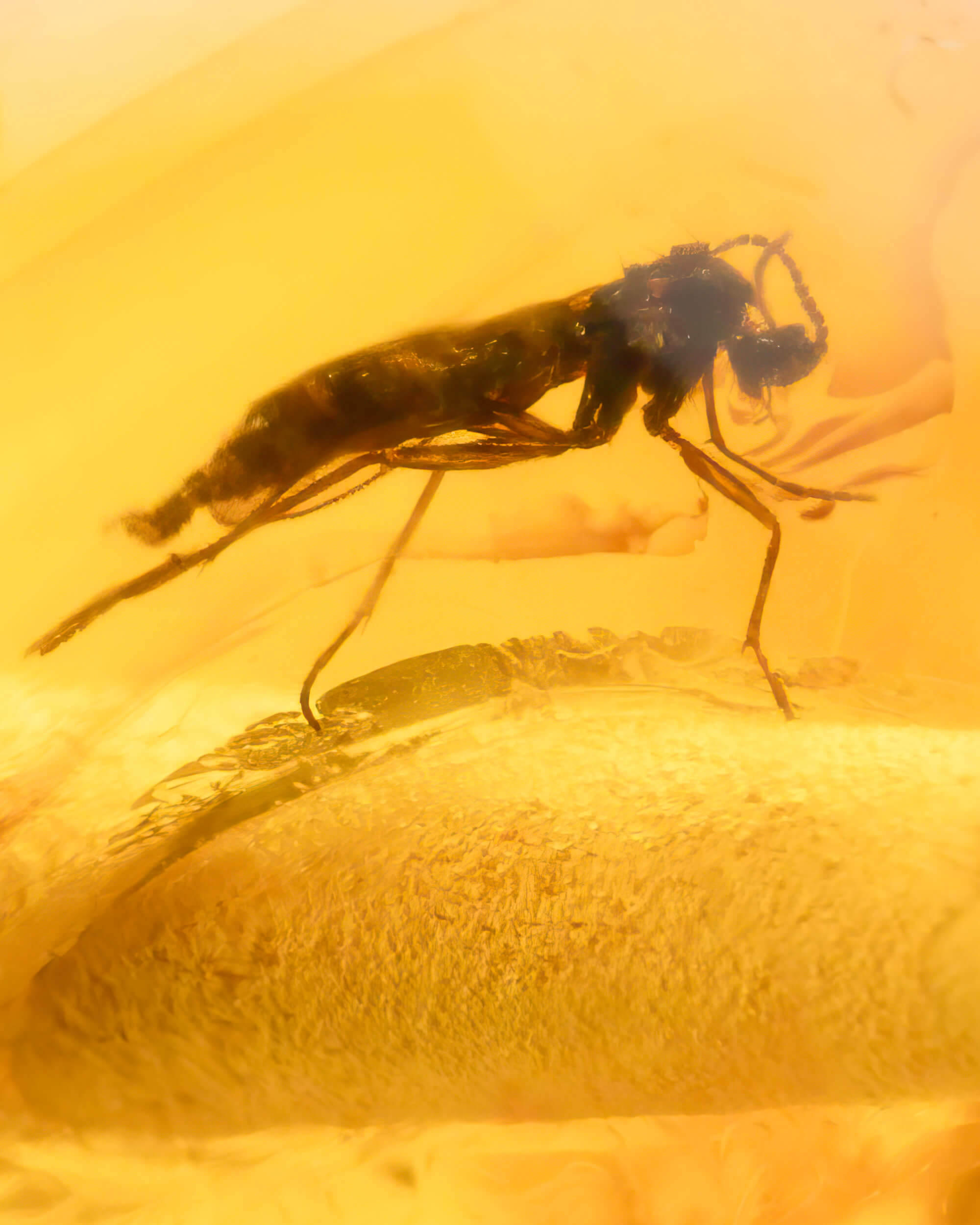 Detalle macro de un insecto alargado fosilizado dentro de una cuenta de Ámbar