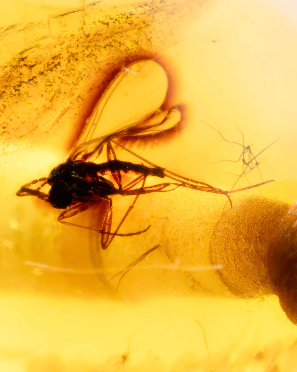 Detalle macro de un insecto alado junto a una araña pequeña en Ámbar