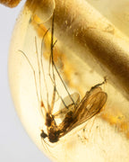 Detalle macro de un insecto alado fosilizado junto a una araña pequeña en Ámbar