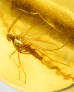 Detalle macro de un insecto alargado fosilizado con alas en Ámbar