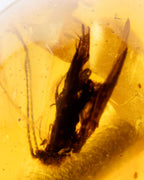 Detalle macro de un insecto vertical fosilizado dentro de una cuenta de Ámbar