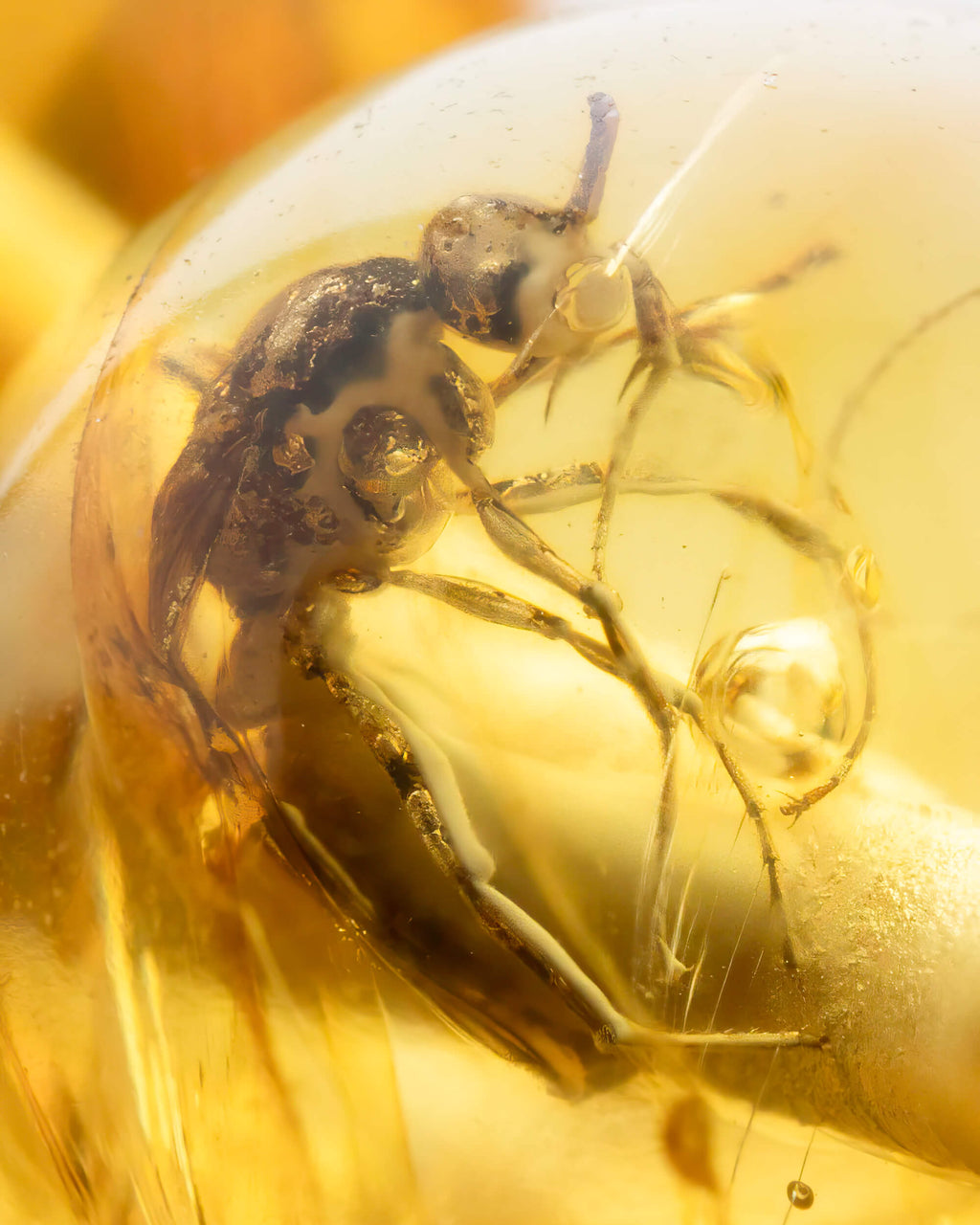 Detalle macro de un insecto fosilizado con alas plegadas en Ámbar