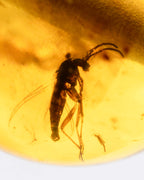 Detalle macro de un insecto con antenas largas fosilizado en Ámbar