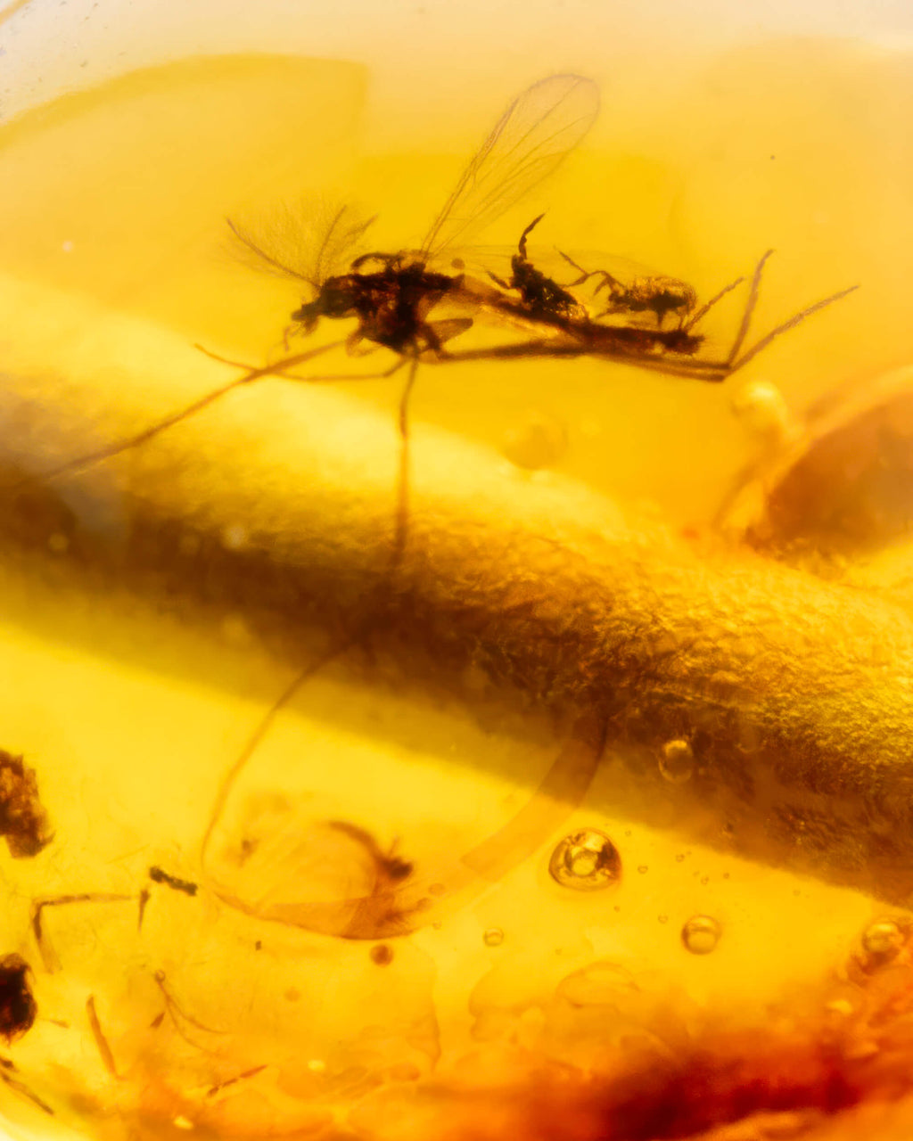 Detalle macro de dos insectos fosilizados dentro de una cuenta de Ámbar
