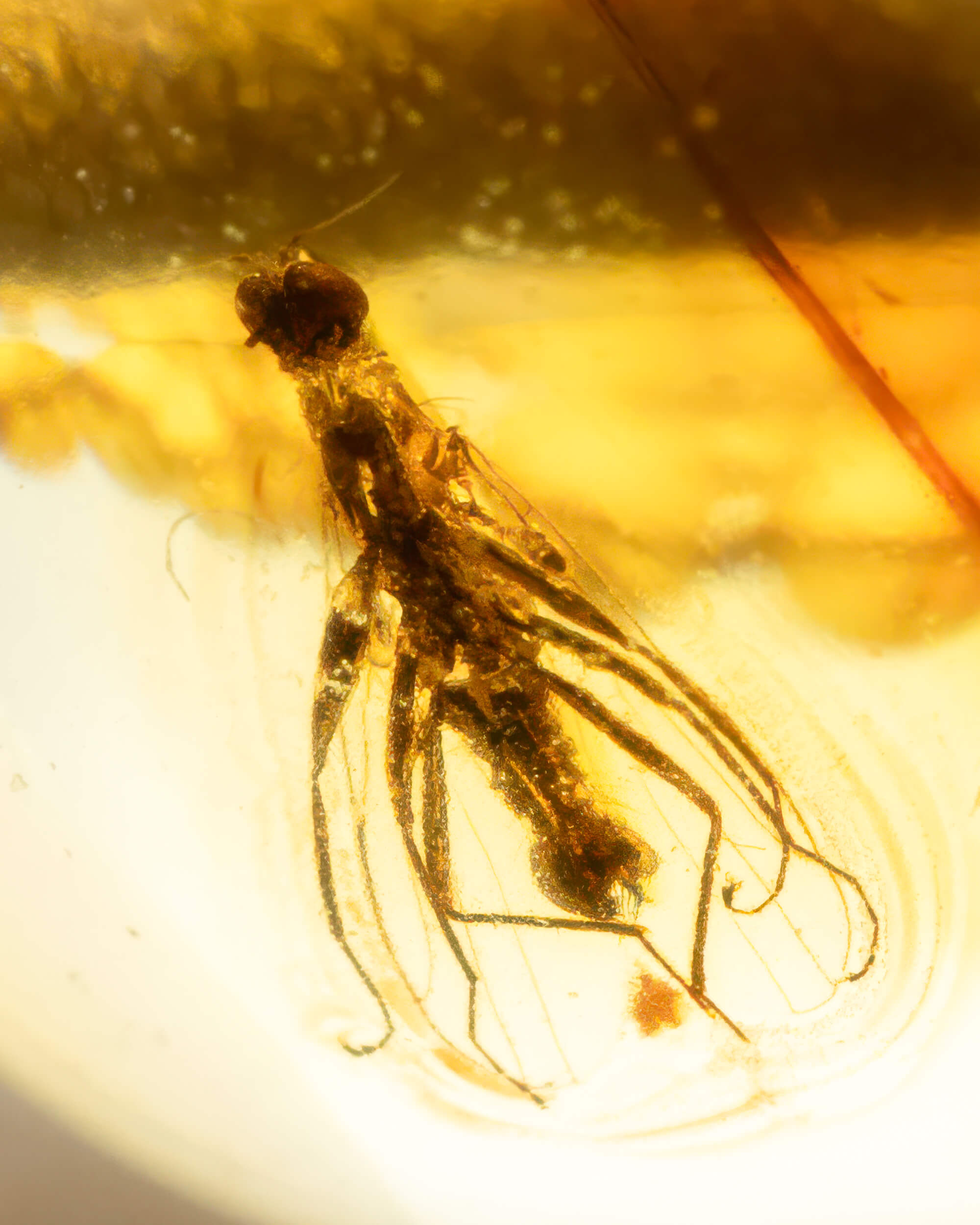 Detalle macro de un insecto alargado fosilizado dentro de una cuenta de Ámbar