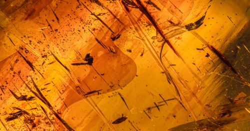 Guía del mineral Ámbar